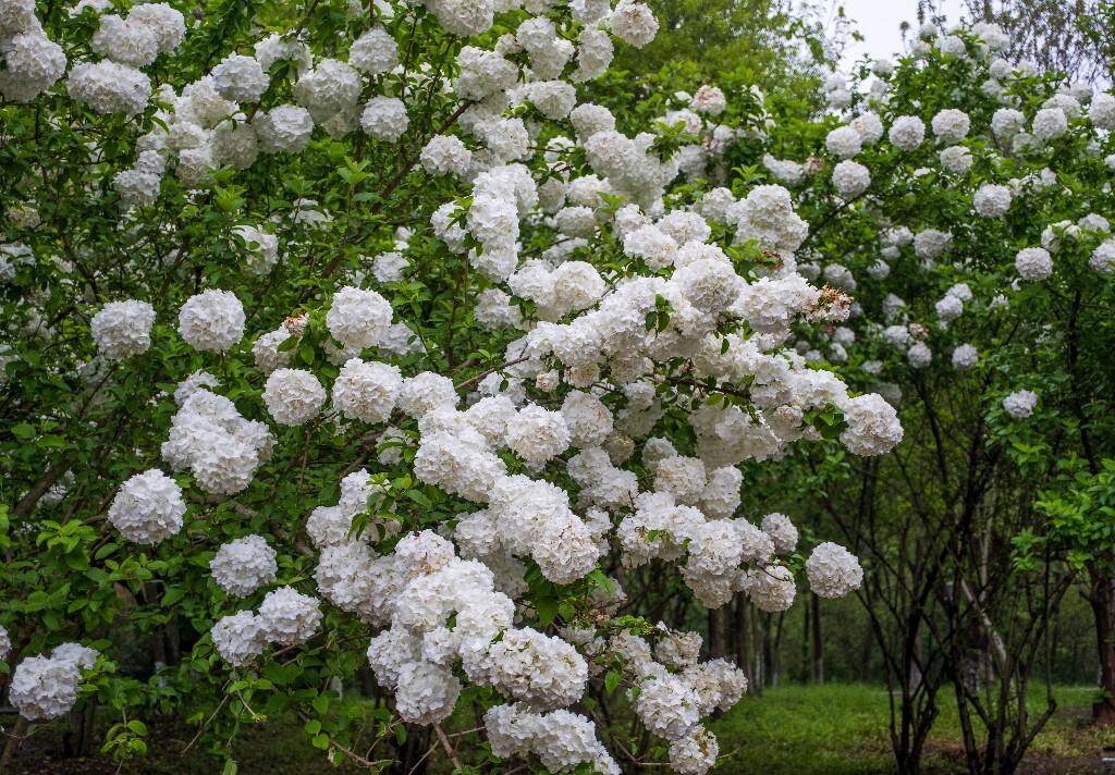 八仙花 紫阳花 七变花 洋绣球 粉团花 绣球花 植物 摄影 风光 自然 微距 花