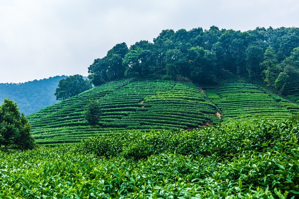 茶园风光 自然 风光 摄影 自然风光 龙井茶园