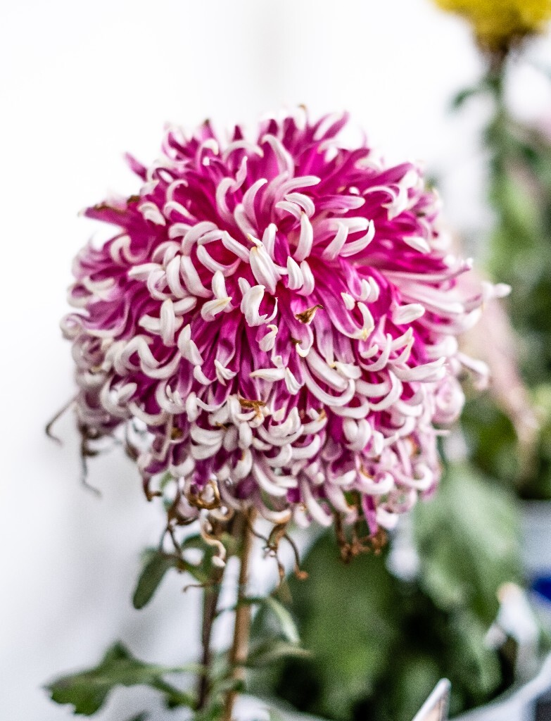 菊花 寿客 金英 黄华 秋菊 陶菊 日精 女华 延年 隐逸花 家菊 花儿 盛开的菊花