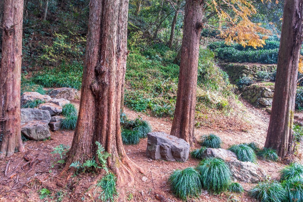 树根 根 网红树根 树木 摄影 图片 素材 旅行