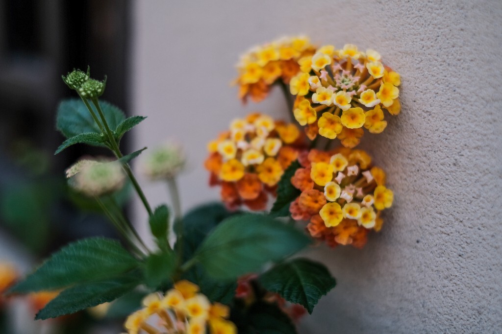五色梅 臭草 马缨丹  花朵 花儿 摄影 植物 花草