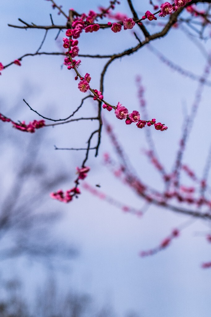 梅花 红色的梅花 梅 图片 摄影 风光 花卉 花朵 旅游 花