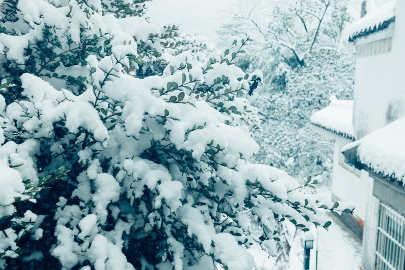 雪 自然 风光 摄影 树枝上的雪 白雪 雪景 大自然 黄山雪景