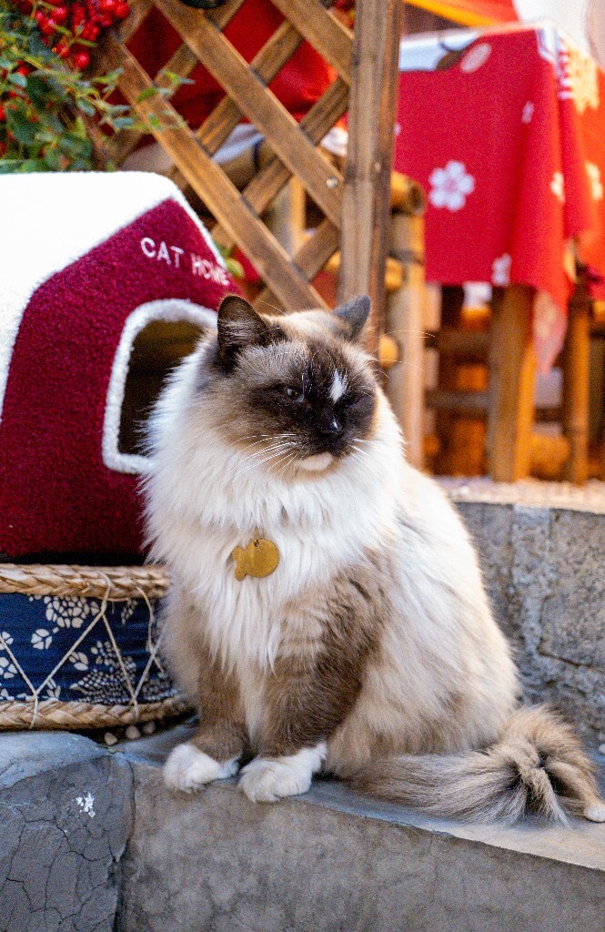 猫猫 动物 宠物 宠物摄影 喵星人 