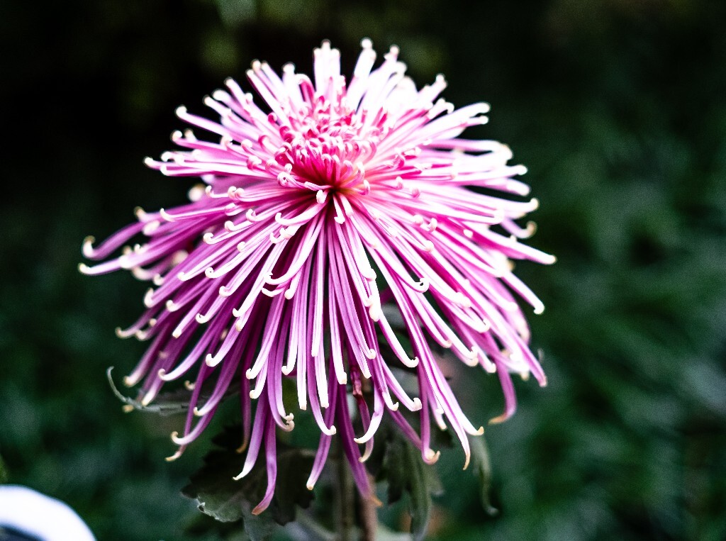 菊花 寿客 金英 黄华 秋菊 陶菊 日精 女华 延年 隐逸花 家菊 花儿 盛开的菊花