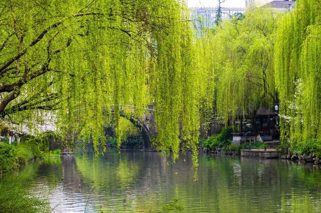 柳树 风光 摄影 小河 河水 自然 风光 自然风光