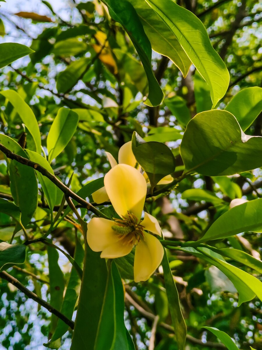 含笑美 含笑梅 山节子 白兰花 唐黄心树 香蕉花 香蕉灌木 含笑花 树 花朵 特写 摄影 自然 风光 花儿 花卉