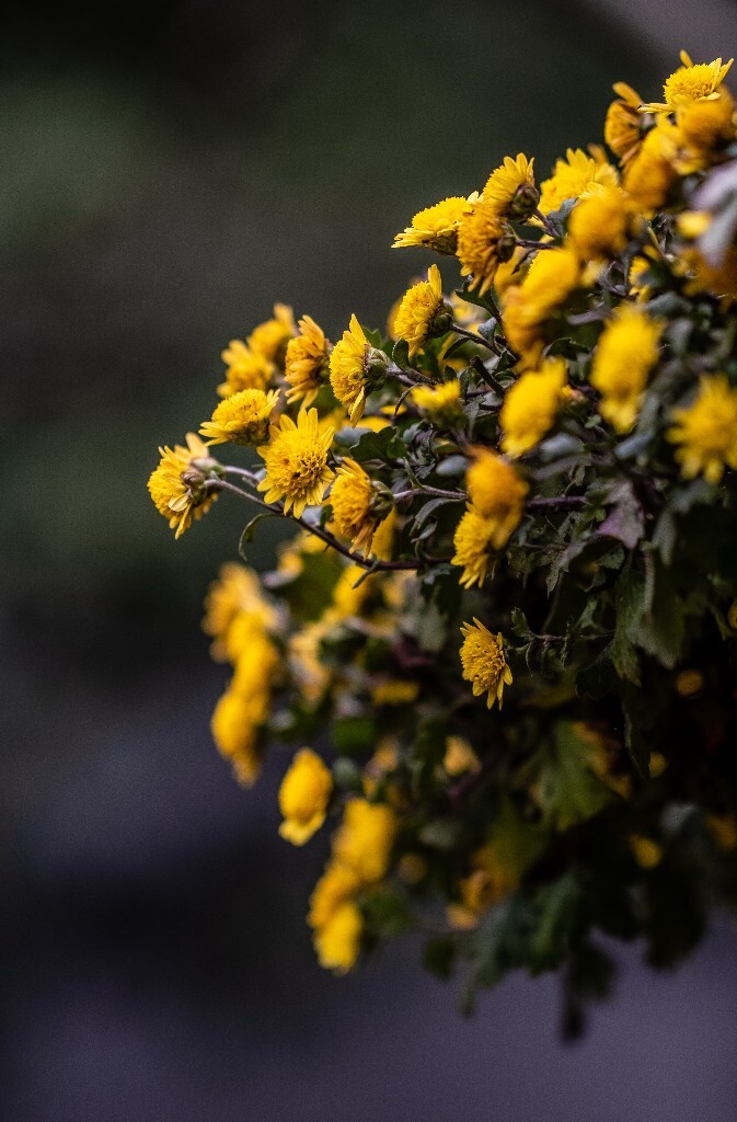 菊花 寿客 金英 黄华 秋菊 陶菊 日精 女华 延年 隐逸花 家菊 花儿 盛开的菊花