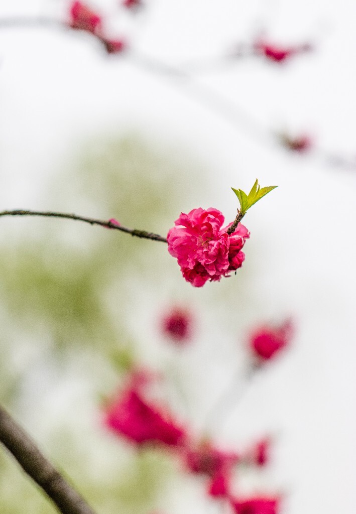 西湖桃花  西湖风光 自然  环境  桃花 西湖之春  自然 风光 花朵 花儿 