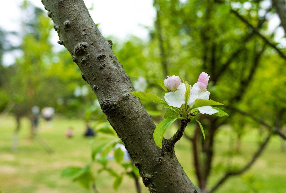 海棠花 植物 花朵  花草 自然 风光 图片 摄影