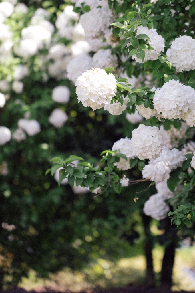 八仙花 粉团花 草绣球 紫绣球 紫阳花 绣球 木绣球 植物 风光 花草 摄影