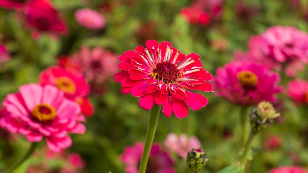 百日草 步步高 火球花 对叶菊 秋罗 步步登高 不等高 百日菊 植物 花朵 花儿 旅行