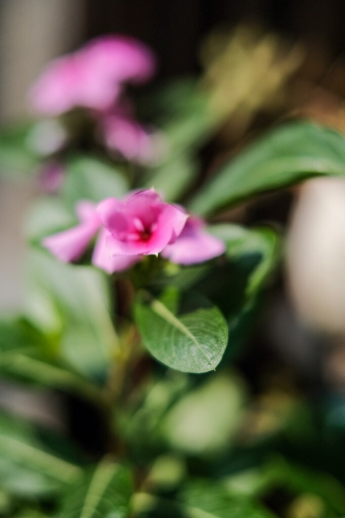 日日春 日日草 日日新 三万花 四时春 时钟花 长春花 花朵 花儿 摄影 自然 风光