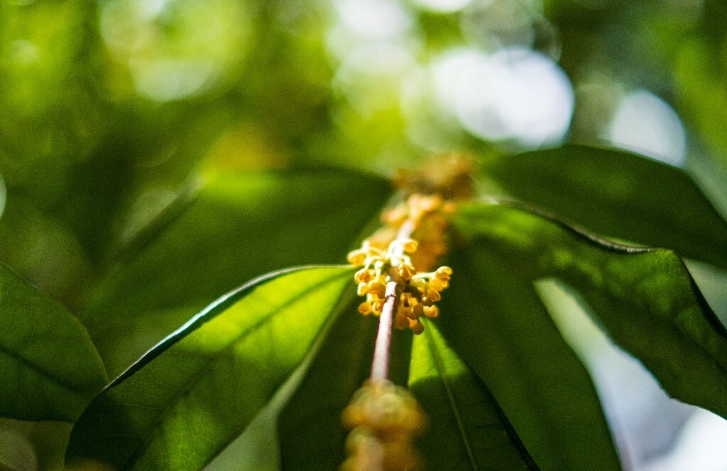 桂花 木樨 岩桂 金桂 银桂 丹桂 月桂 木犀 九里香 植物 花卉 盛开的桂花 桂花开了
