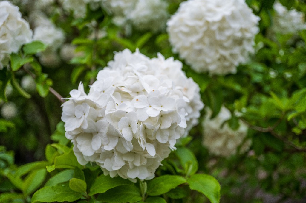 八仙花 紫阳花 七变花 洋绣球 粉团花 绣球花 植物 摄影 风光 自然 微距 花