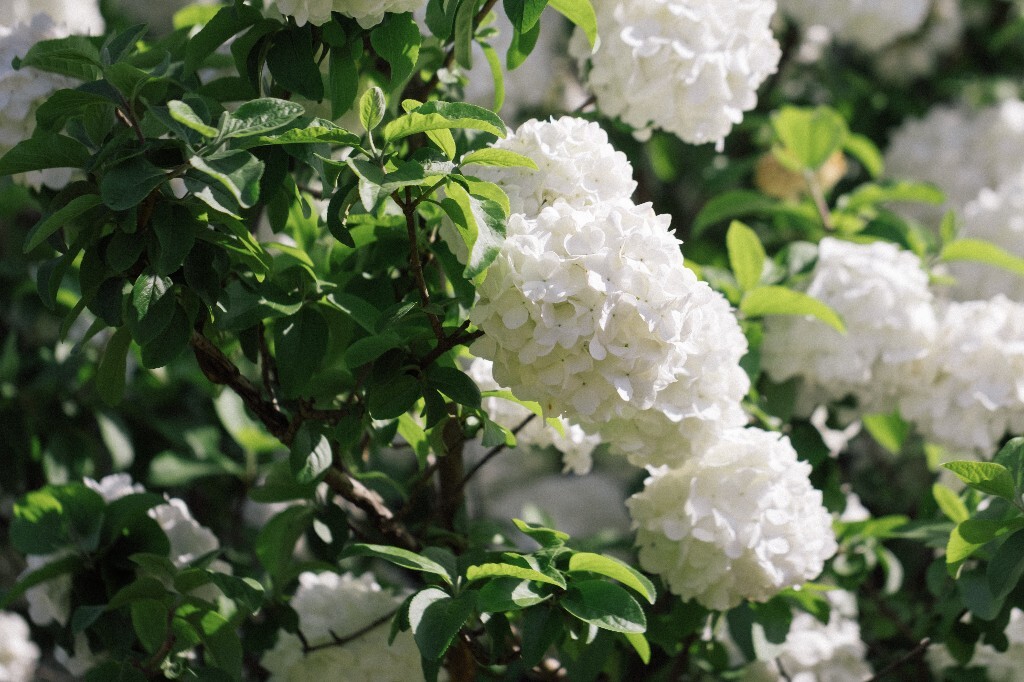 八仙花 粉团花 草绣球 紫绣球 紫阳花 绣球 木绣球 植物 风光 花草 摄影