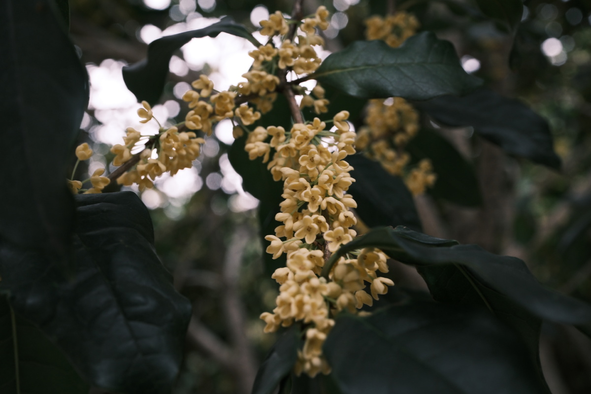 桂花 富士直出 风光 花朵花卉 风光摄影  桂花摄影 满觉陇