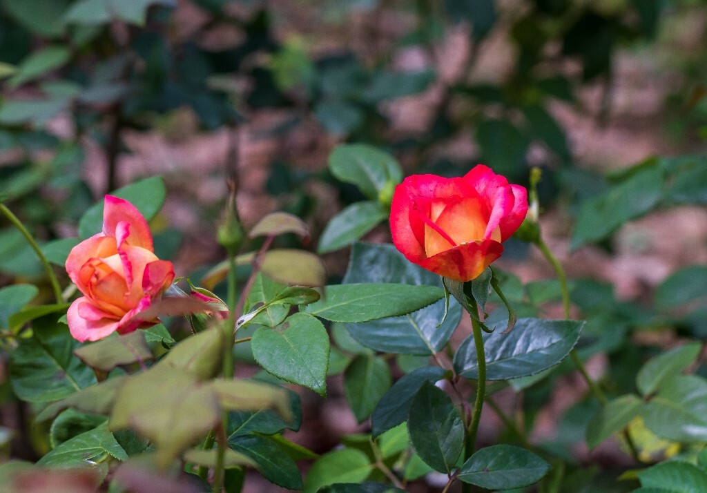 月季 植物 风光 花草 掇影 自然 花儿 花朵 鲜花
