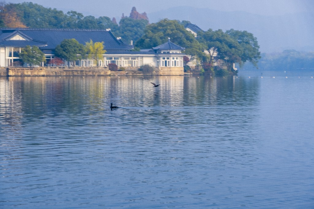 西湖水鸟 西湖风光 风光 西湖 风景 自然 湖水 图片 摄影