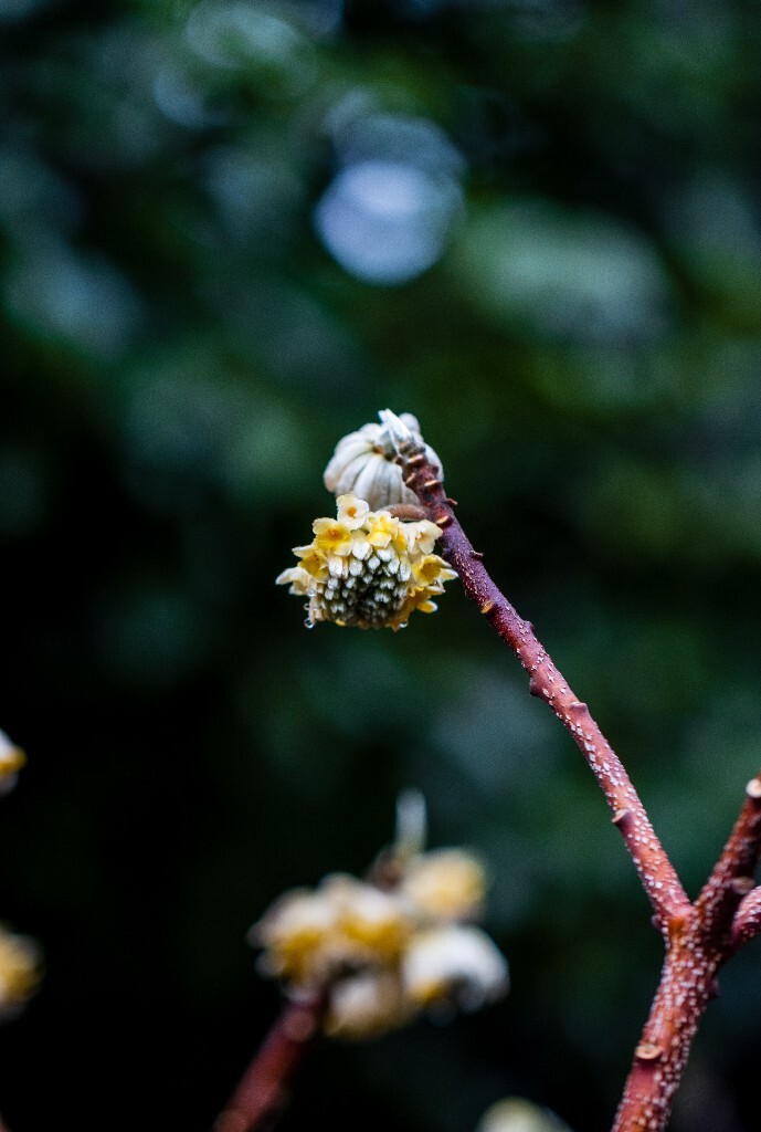 打结花 打结树 黄瑞香 喜花 梦冬花 岩泽兰 三桠皮 三叉树 蒙花 家香 山棉皮 雪花皮 梦花