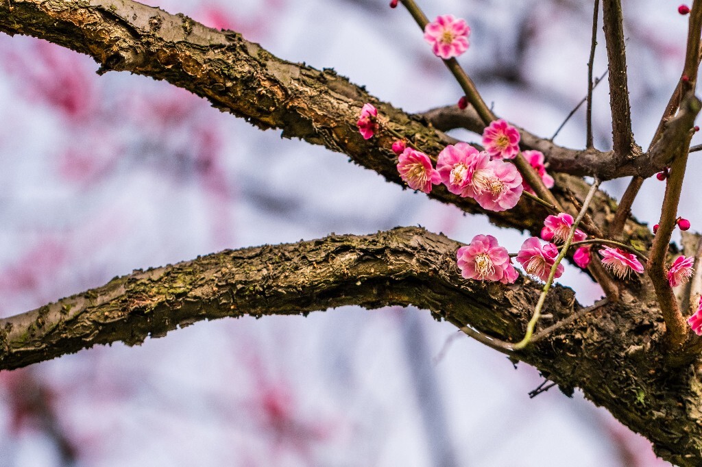 梅花 红色的梅花 梅 图片 摄影 风光 花卉 花朵 旅游 花