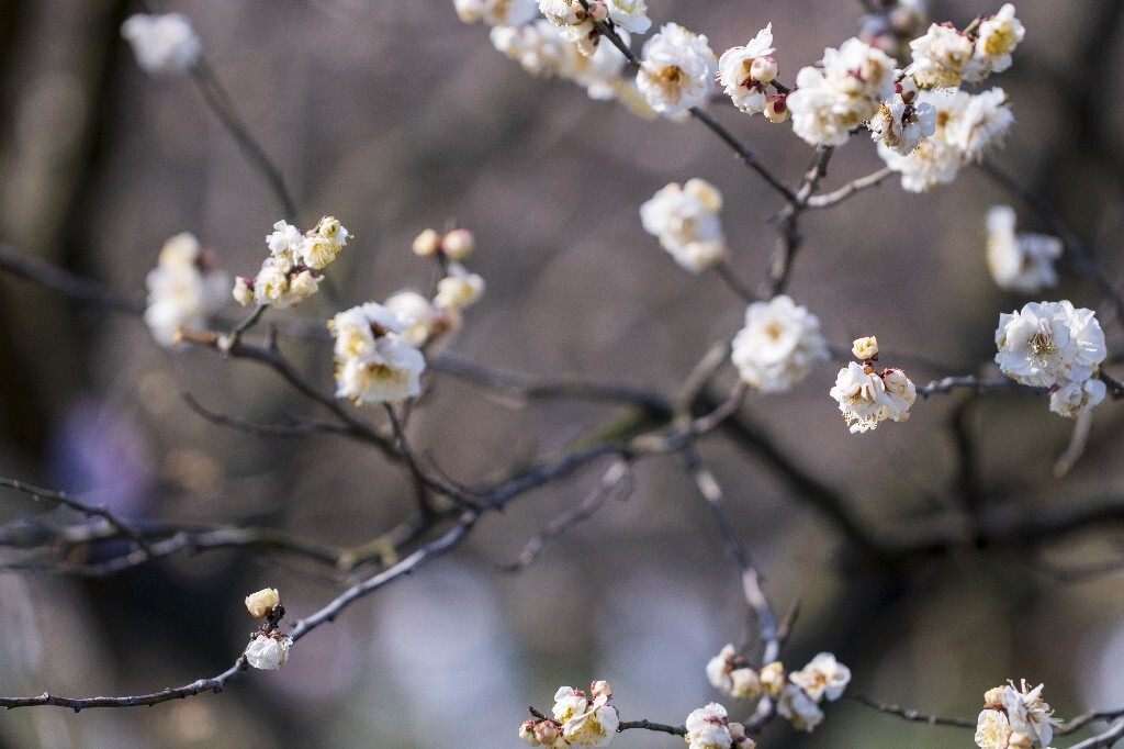 蜡梅 金梅 腊梅 蜡花 蜡梅花 蜡木 麻木紫 石凉茶 唐梅 香梅 植物 微距 摄影 风光 花朵 花草 白梅