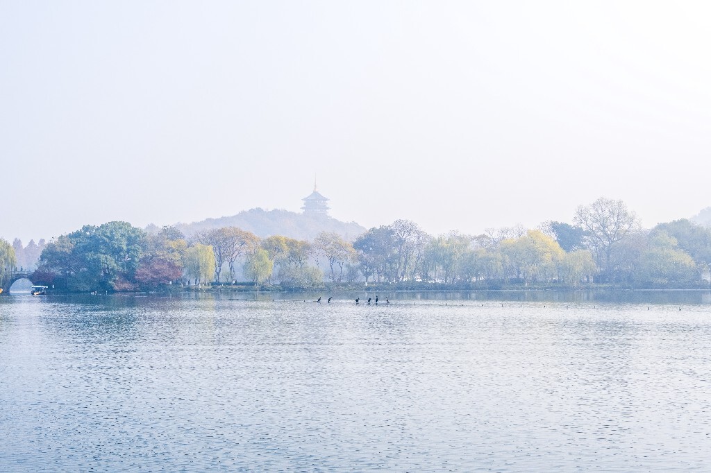 水鸟 西湖风光 自然风景 西湖 旅行 鸟儿 城市风光 杭州西湖
