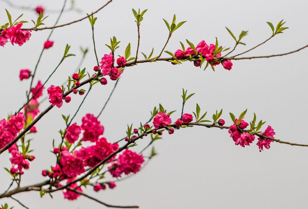 西湖桃花  西湖风光 自然  环境  桃花 西湖之春  自然 风光 花朵 花儿 