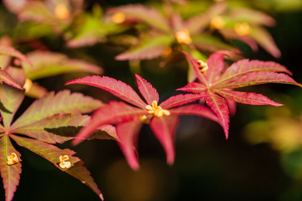 木犀 岩桂 木犀 九里香 桂花 植物 花朵 花儿  摄影 风光  金桂 银桂 丹桂 枫叶