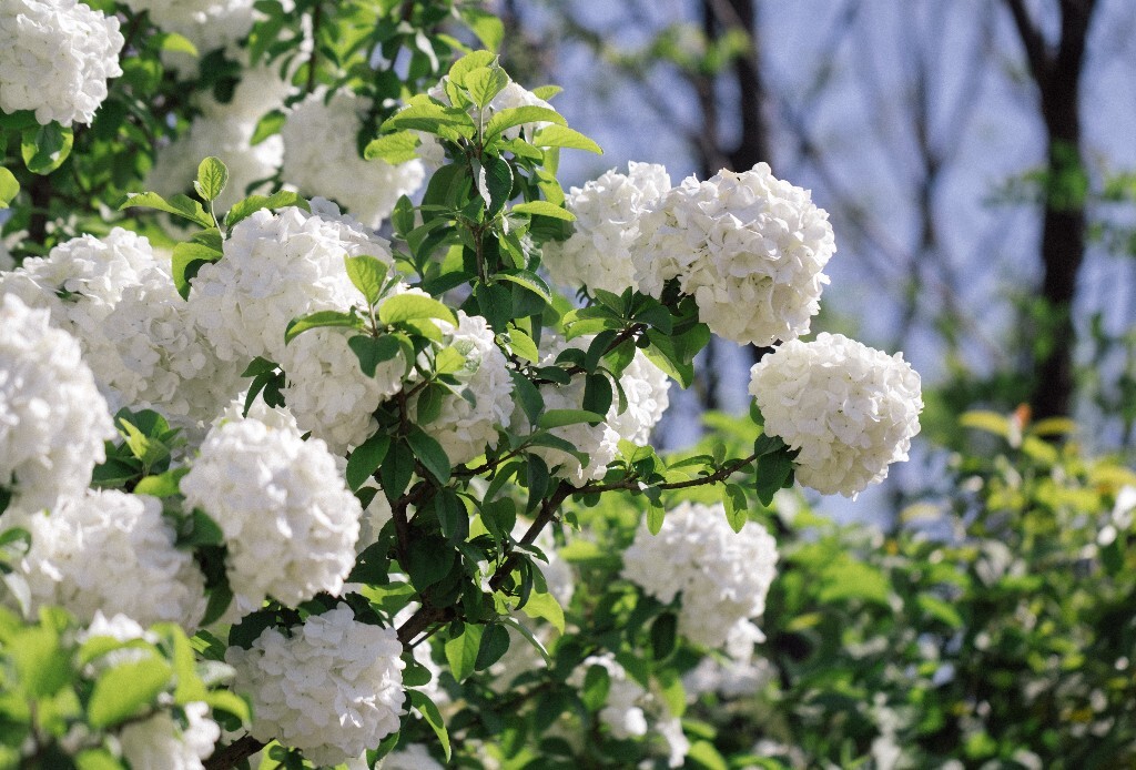 八仙花 粉团花 草绣球 紫绣球 紫阳花 绣球 木绣球 植物 风光 花草 摄影