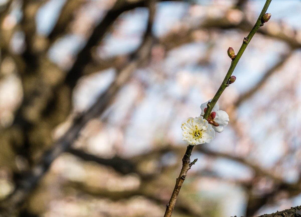 梅花 植物 花 花朵 梅花盛开 盛开的梅花 蓝天白云 花儿