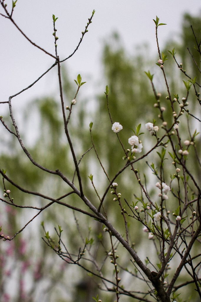 桃花 西湖桃花 西湖风光 自然 色彩 春天 西湖之春 花朵 花儿 桃红柳绿