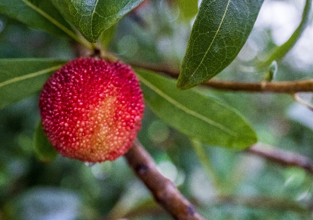 水果 杨梅 植物 微距 特写 摄影 风光 杨梅特写 树上的杨梅