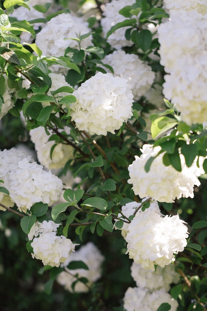 八仙花 粉团花 草绣球 紫绣球 紫阳花 绣球 木绣球 植物 风光 花草 摄影