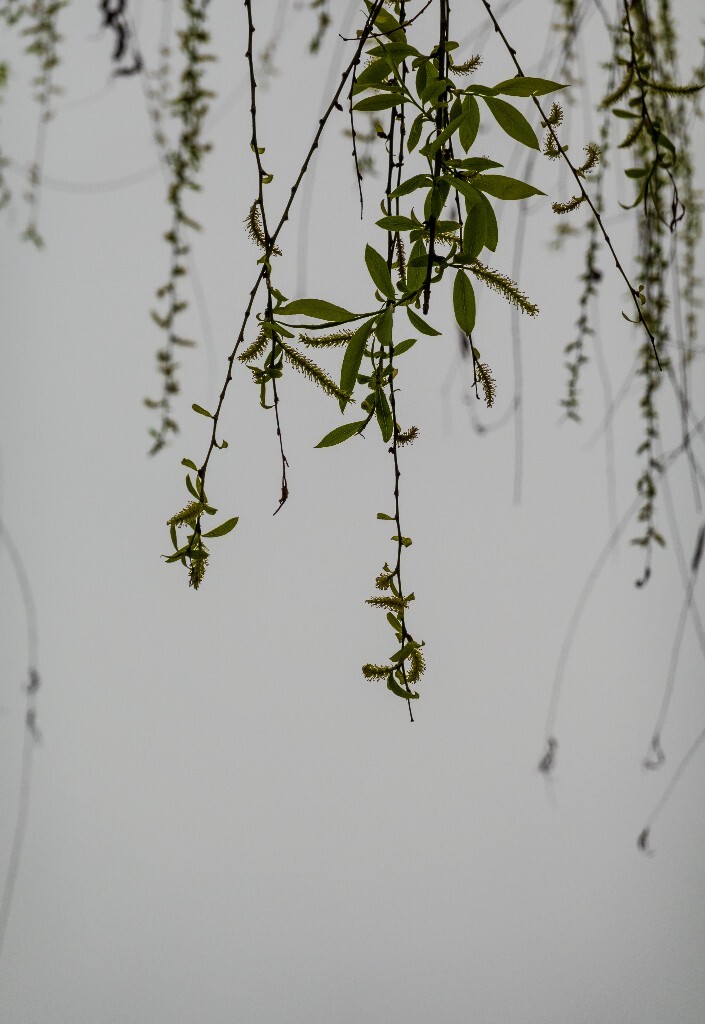 风光 西湖 柳树 叶子 植物