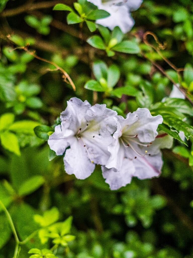 白花杜鹃 植物 风光 摄影 自然 花朵 花儿 旅行