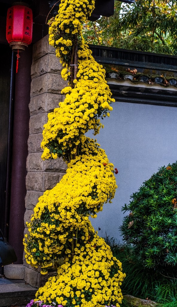 菊花 寿客 金英 黄华 秋菊 陶菊 日精 女华 延年 隐逸花 家菊 摄影 植物 花朵  花儿 盛开的菊花 秋菊