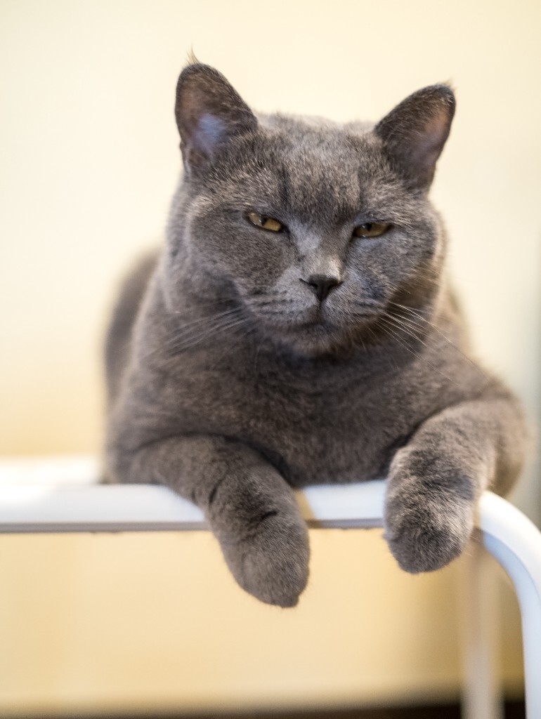 猫 宠物 动物 图片 摄影 喵星人 猫猫