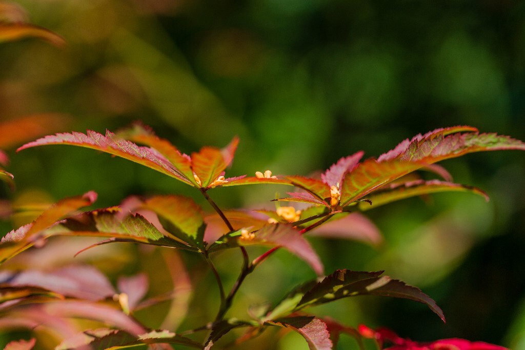 木犀 岩桂 木犀 九里香 桂花 植物 花朵 花儿  摄影 风光  金桂 银桂 丹桂 枫叶