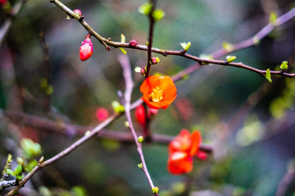 花草 花卉  海棠花  图片 摄影 风光  花朵 花儿