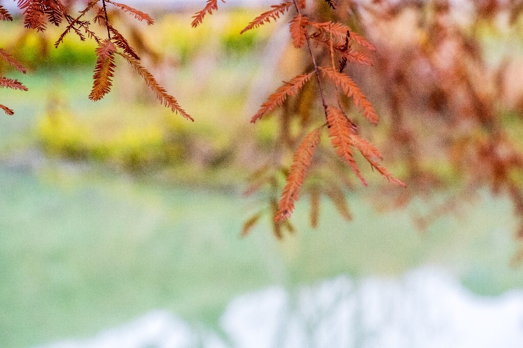 落叶乔木 水杉 梳子杉 树木 秋季 秋天 秋天的颜色 图片 摄影 风光 旅游