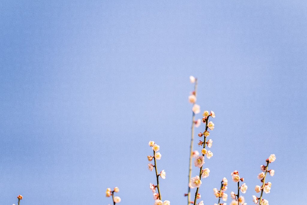 梅 梅花 植物 风光 花卉 花朵 花儿 摄影 旅行 赏花