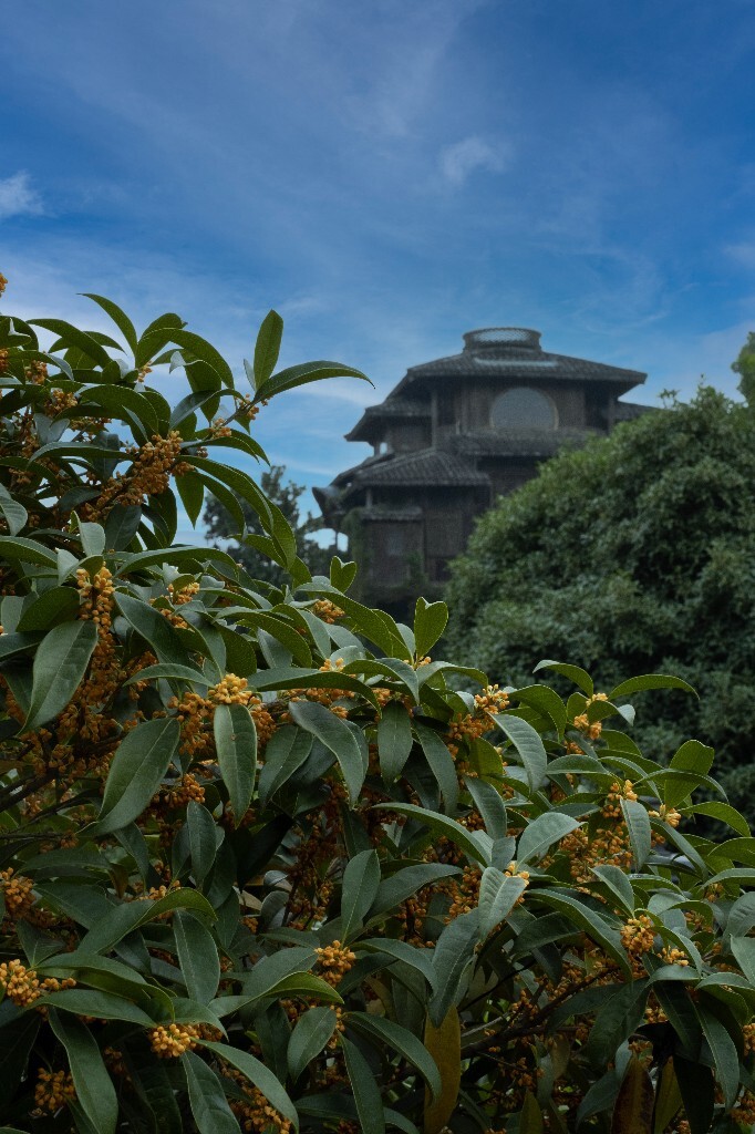桂花 建筑 汤屋 风光 网红建筑 摄影 盛开的桂花