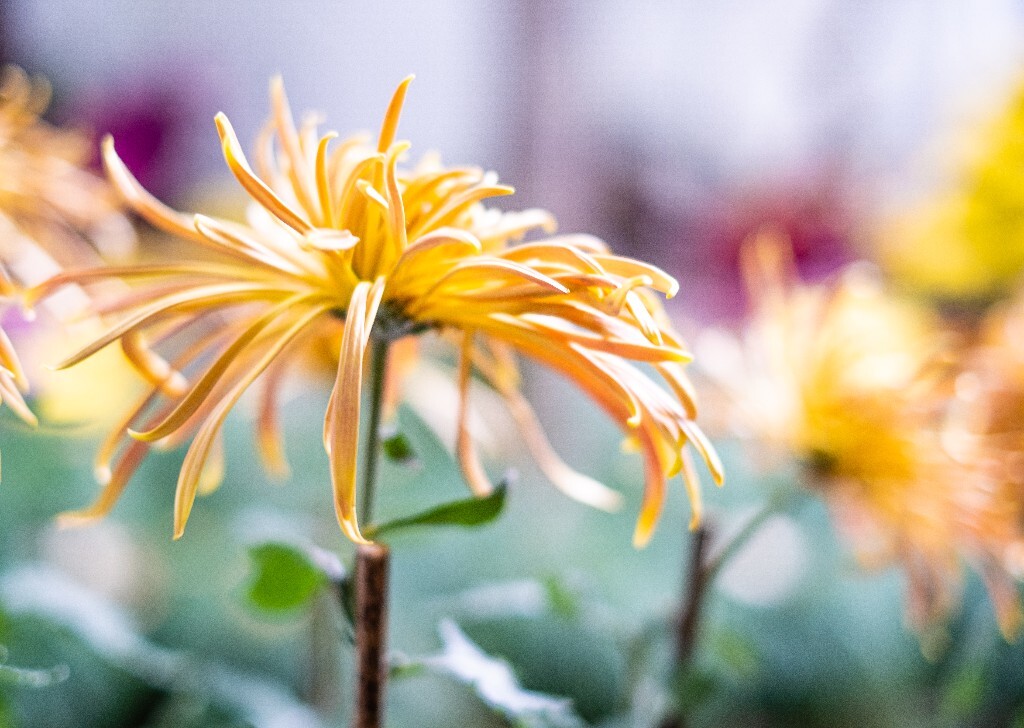 菊花 寿客 金英 黄华 秋菊 陶菊 日精 女华 延年 隐逸花 家菊 花儿 盛开的菊花