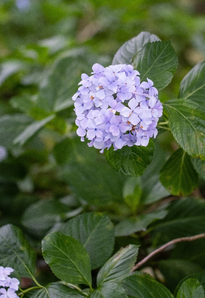 八仙花 粉团花 草绣球 紫绣球 紫阳花  绣球 绣球花 摄影 植物 花朵 花儿