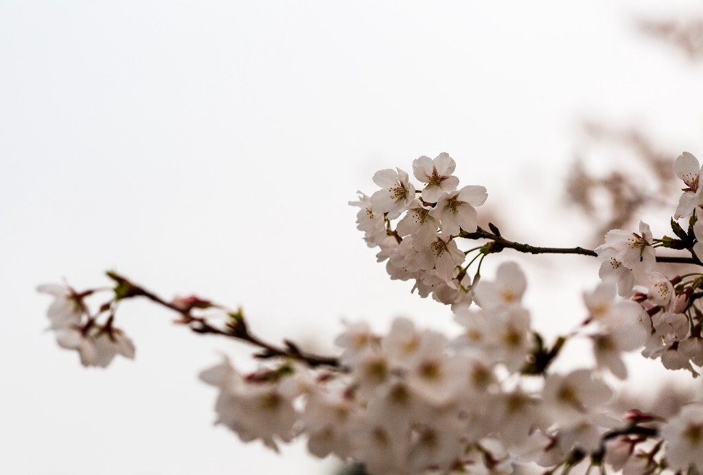 樱花 东京樱花 日本樱花 花朵 盛开的樱花 白色的樱花 花儿 花