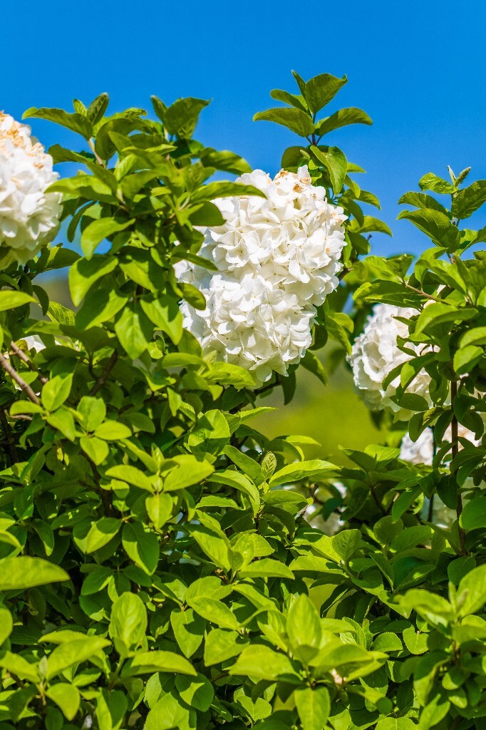 八仙花 粉团花 草绣球 紫绣球 紫阳花 绣球 木绣球 植物 摄影 风光 花朵 花儿
