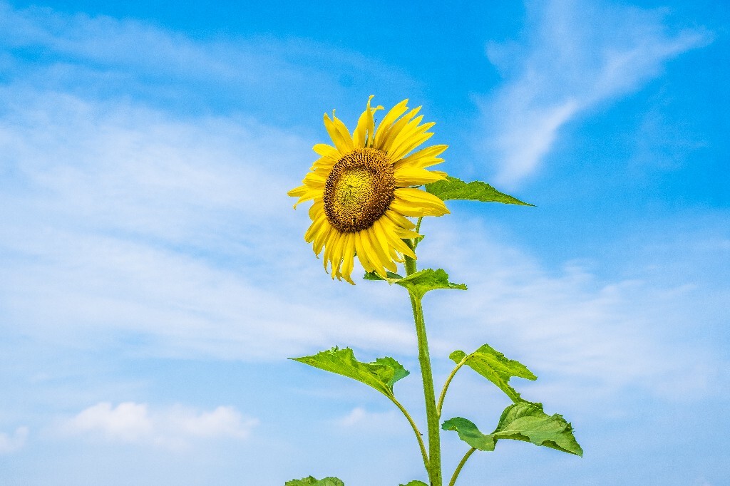 向日葵 葵花 向阳花 望日葵 朝阳花 转日莲 太阳花 摄影 风光 自然 花儿