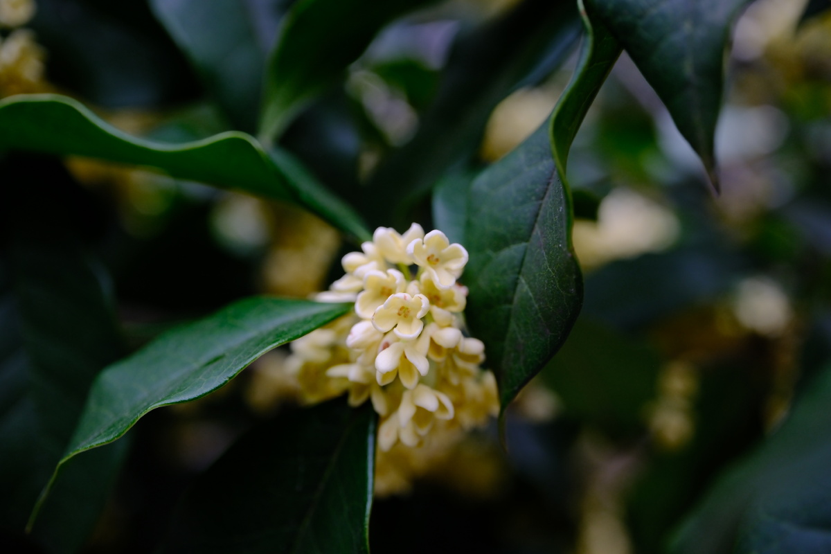 桂花 富士直出 风光 花朵花卉 风光摄影  桂花摄影 满觉陇