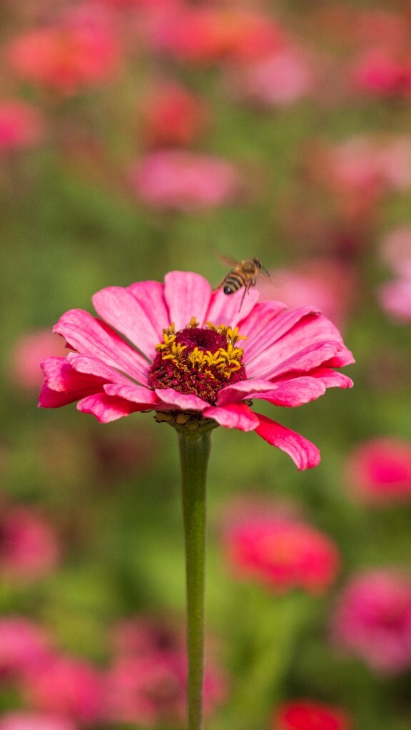 百日草 步步高 火球花 对叶菊 秋罗 步步登高 不等高 百日菊 植物 花朵 花儿 旅行